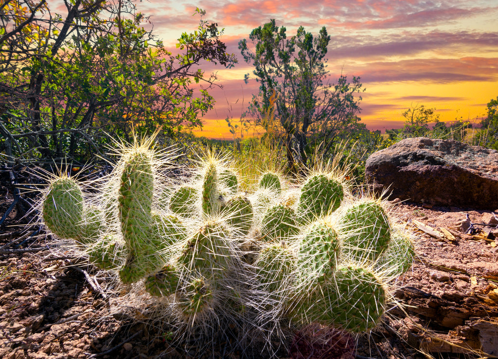 Cactus at Sunrise, New Mexico