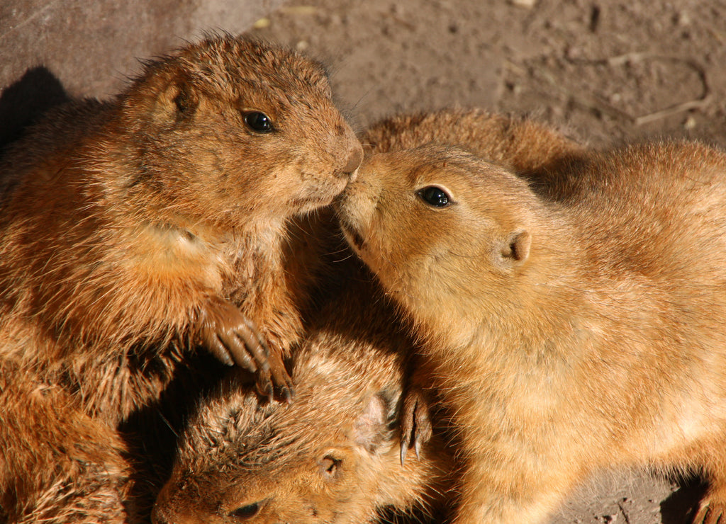 Prairie dogs are sniffing each other, New Mexico