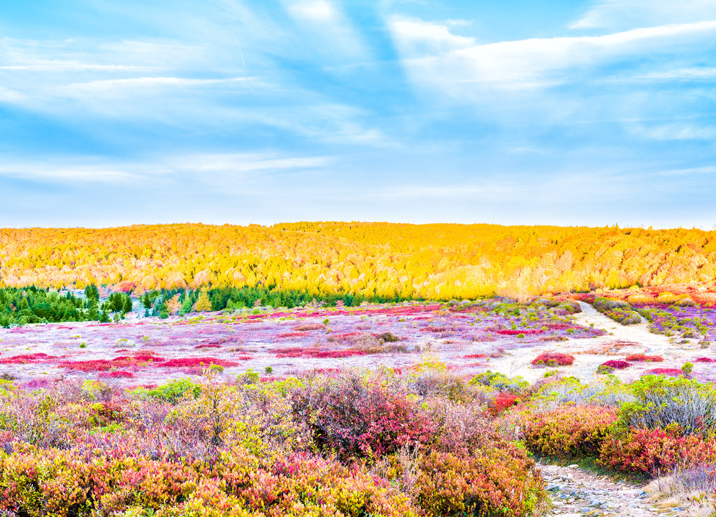 Icy frost on red blueberry huckleberry bush trail path illuminated by morning sunlight at Dolly Sods, West Virginia