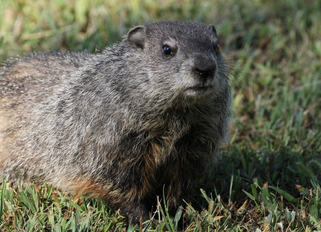 Wild Groundhog seen on a sunny day in Wheeling, West Virginia