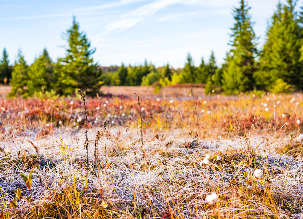 Icy frost on dry tall grass meadow illuminated by morning sunlight at Dolly Sods, West Virginia