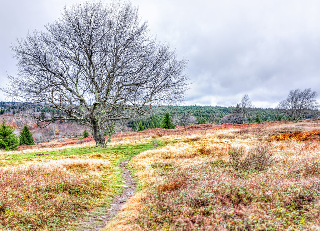 Colorful orange foliage fall autumn fern meadow field in Dolly Sods, West Virginia with windswept bare tree windy and trail path