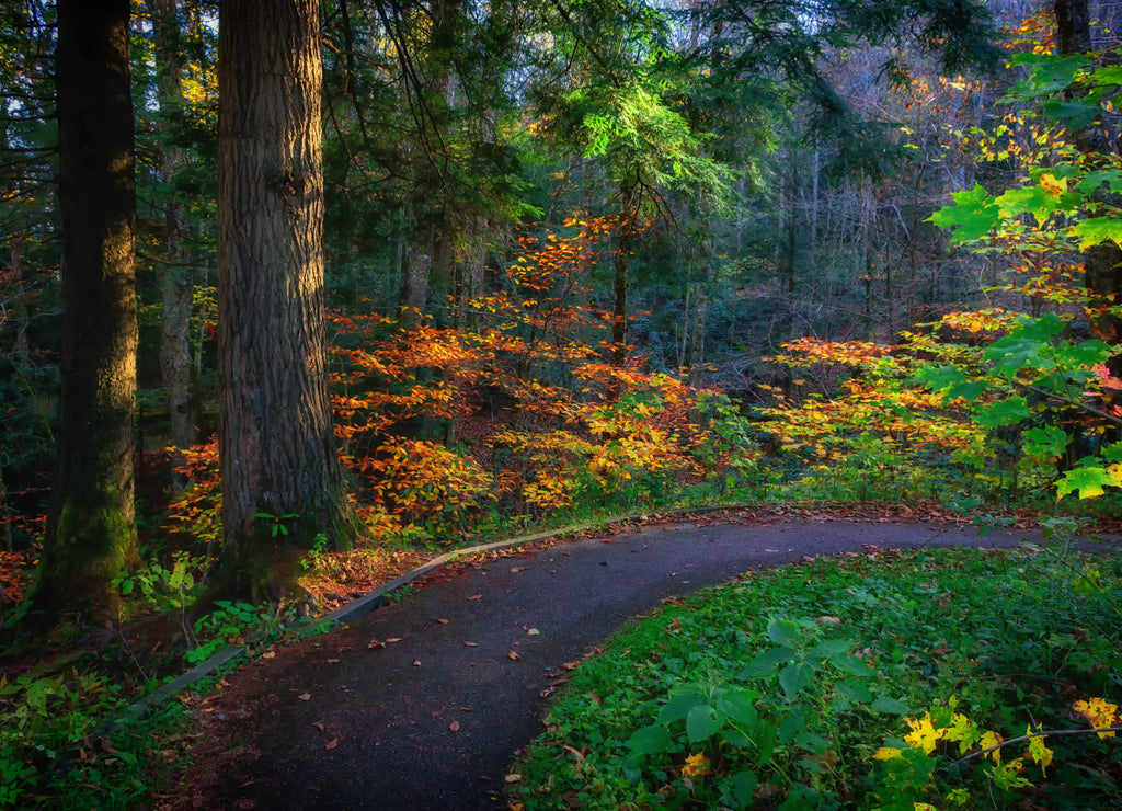 Monongahela National Forest, West Virginia USA