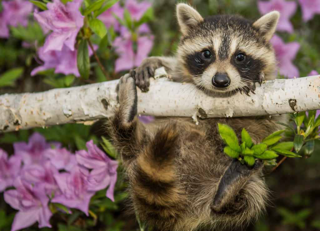 Baby Raccoon, Connecticut