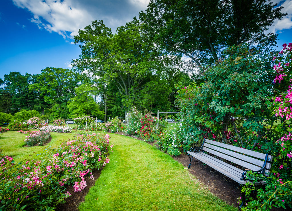 Rose gardens at Elizabeth Park, in Hartford, Connecticut