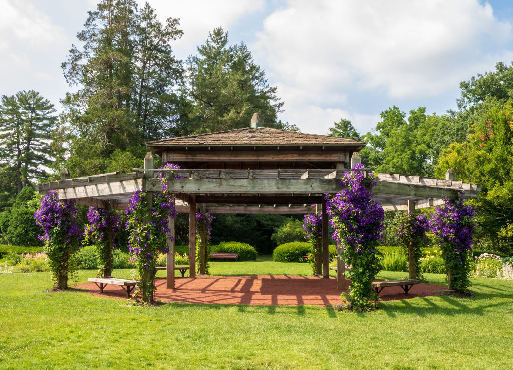 Clematis 'Jackmanii' in bloom on a pavilion in Elizabeth Park, Connecticut