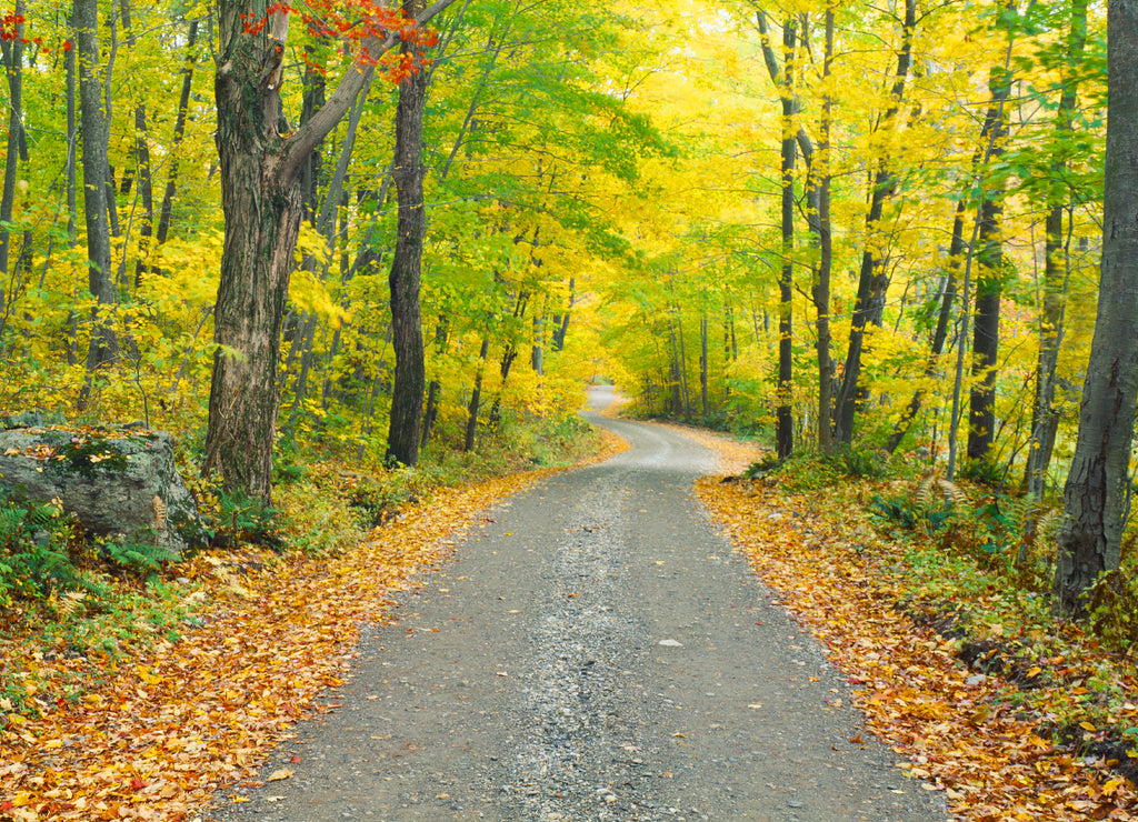 Autumn, Macedonia Brook State Park, Connecticut