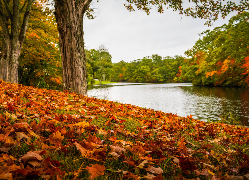 Vibrant colorful autumn leaves on the curved hill near a lake in New Haven Connecticut