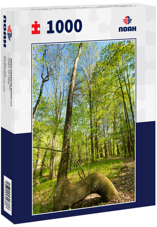 Possible Indian marker tree in Tolland, Connecticut