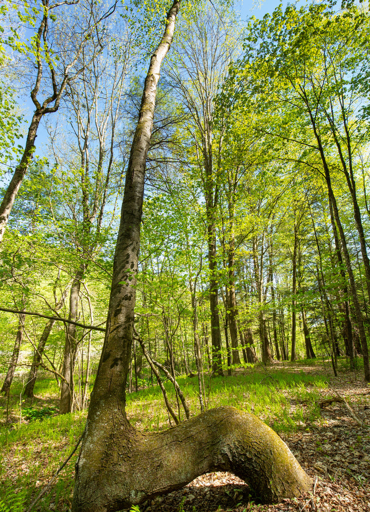 Possible Indian marker tree in Tolland, Connecticut