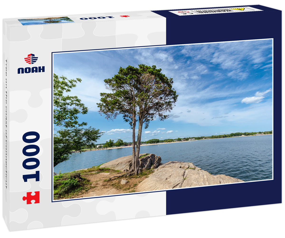 Tree on the coast of Connecticut