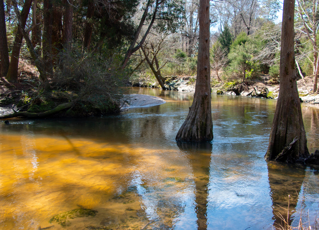 bohemian park in fairhope Alabama winding river in cypress trees