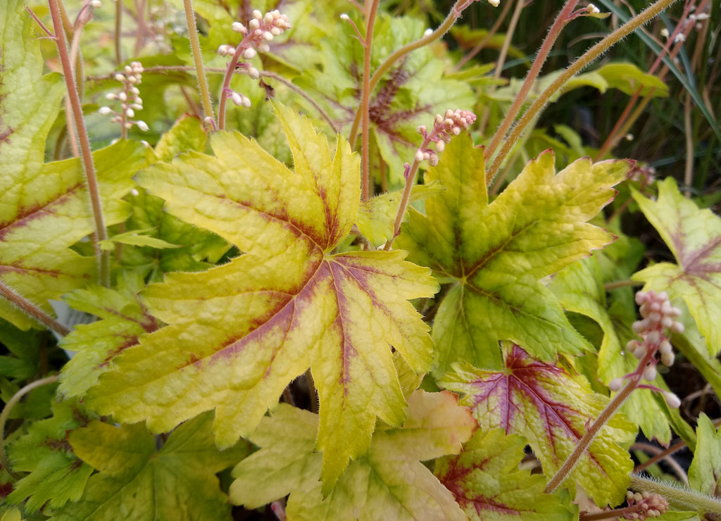 Heucherella 'Alabama Sunrise'