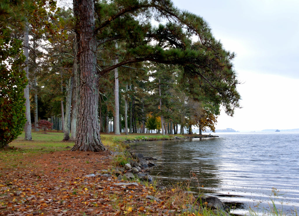 Lake Guntersville, Alabama, USA, Tennessee River. Lakeshore at a park