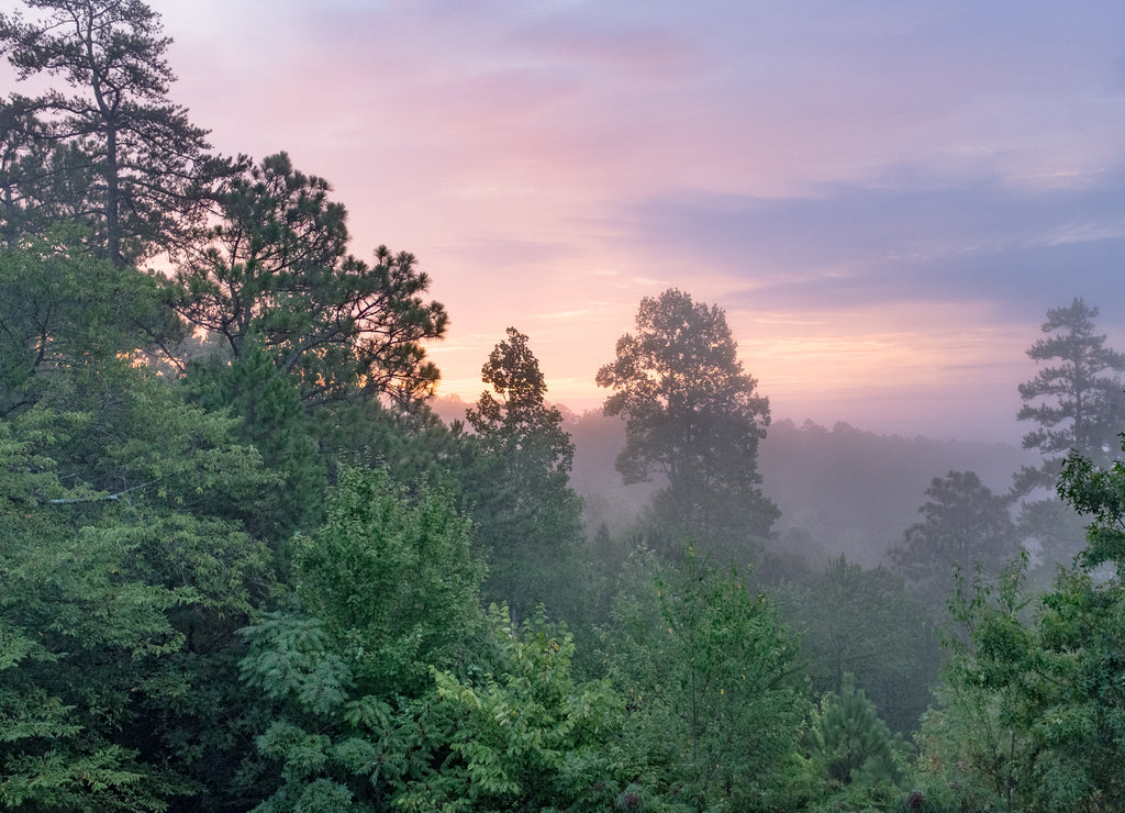 Trees shrouded in fog at sunrise on a summer morning in Talladega National Forest in Alabama, USA