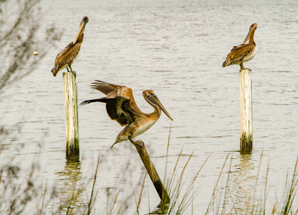 three Brown Pelicans, one with wings spread, perched on posts in Mobile bay, near Mobile, Alabama