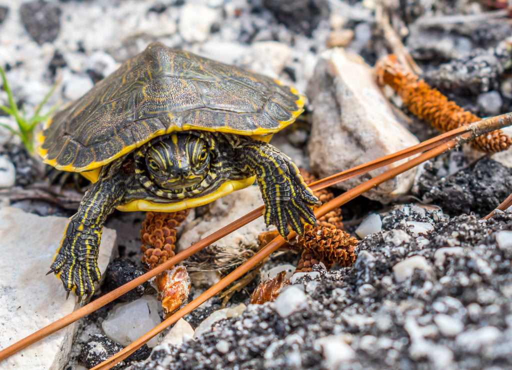 A big Painted Turtles in Gulf Shores, Alabama