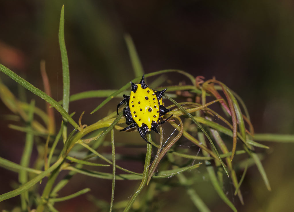 Gasteracantha cancriformis im Splinter Hill Bog, Baldwin County, Alabama