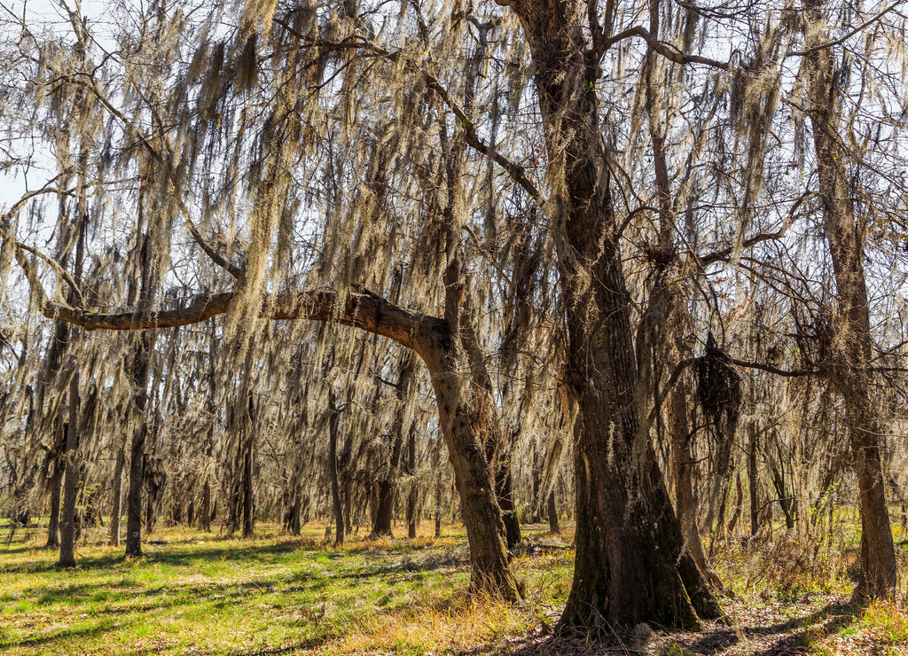 Alabama Spanish Moss: Beautiful Spanish Moss plentiful in central Alabama back lit but sunlight