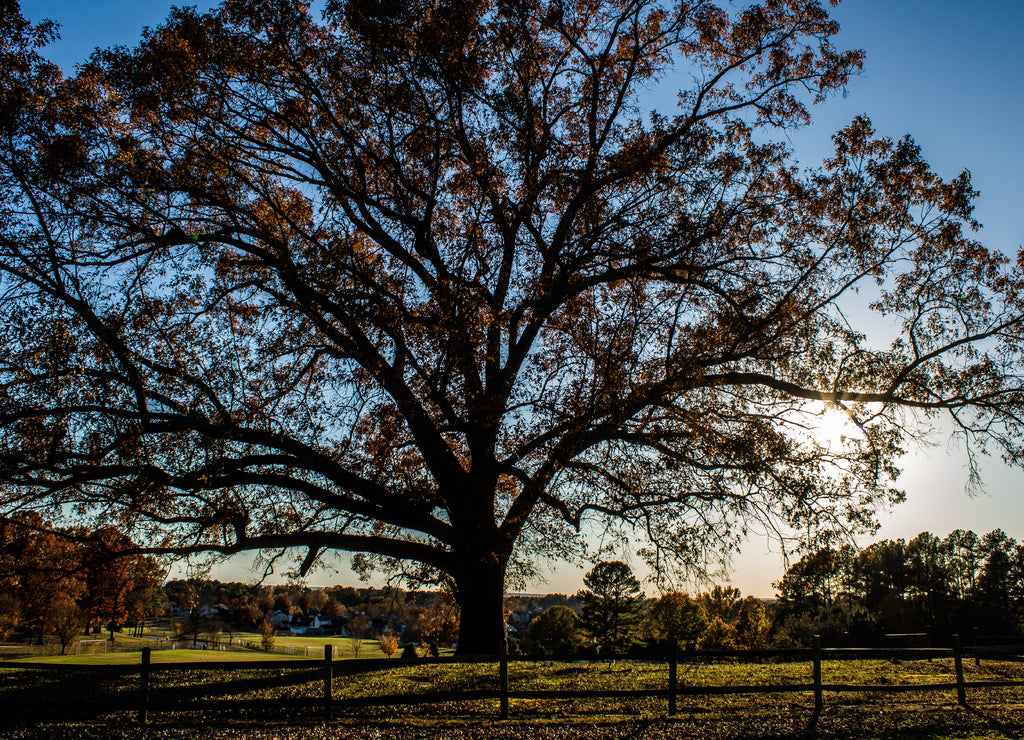 Large Oak Tree in Dublin Park. Madison, Alabama