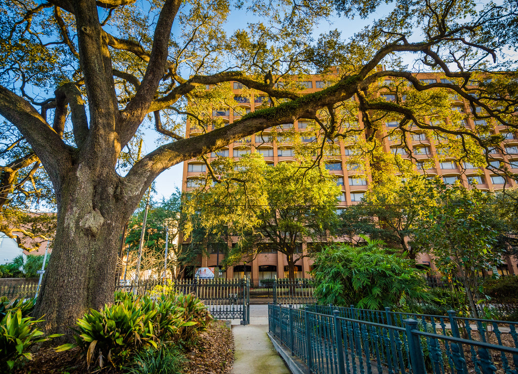 Tree in a garden and building in Mobile, Alabama