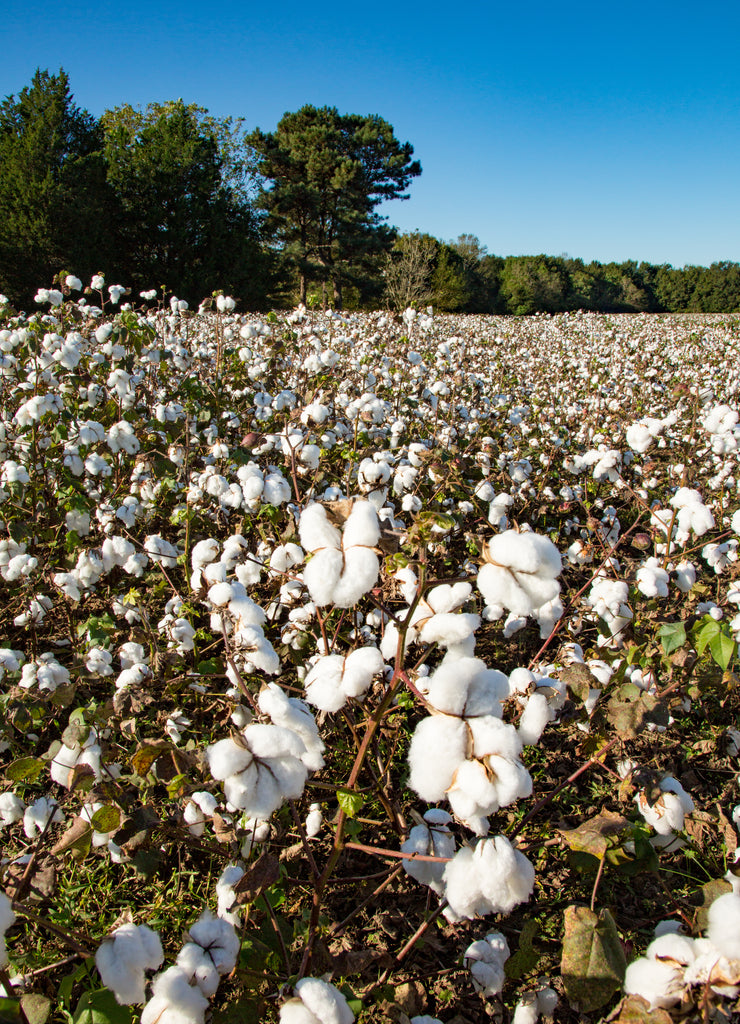 A cotton field , ready to pick, near Mobile Alabama.