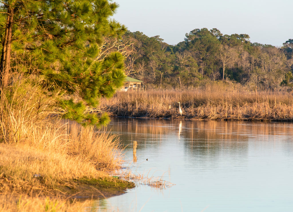 USA, Alabama, Mobile. Egret hunts from waters edge Dog River