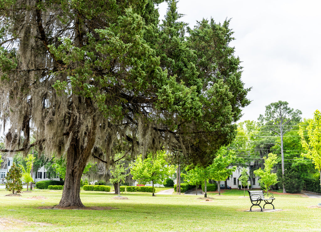 LeGrande park in Montgomery, USA during green spring in Alabama capital city during sunny day with large tree, bench, residential houses