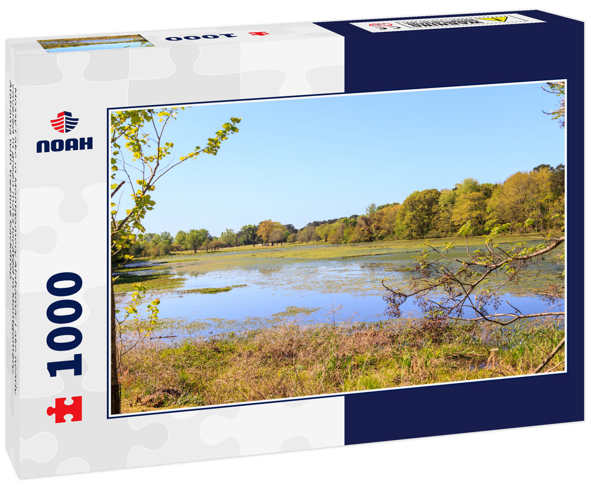 Mossy Lake in Montgomery Alabama: Lake nearly covered in green moss located in Montgomery, Alabama with treeline backdrop