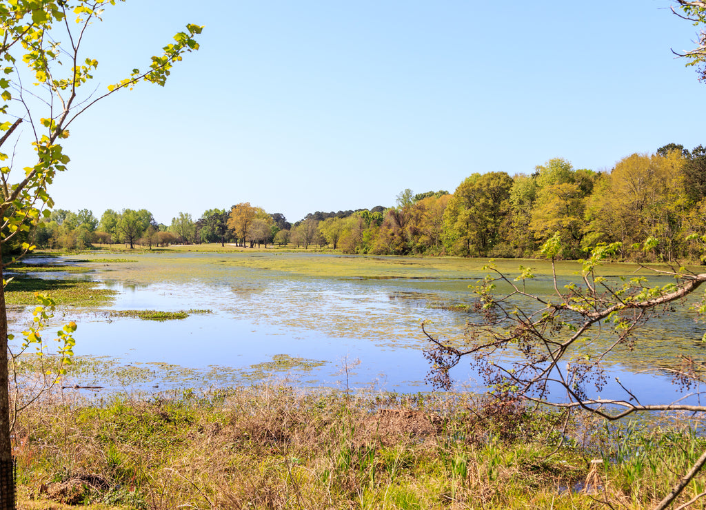 Mossy Lake in Montgomery Alabama: Lake nearly covered in green moss located in Montgomery, Alabama with treeline backdrop