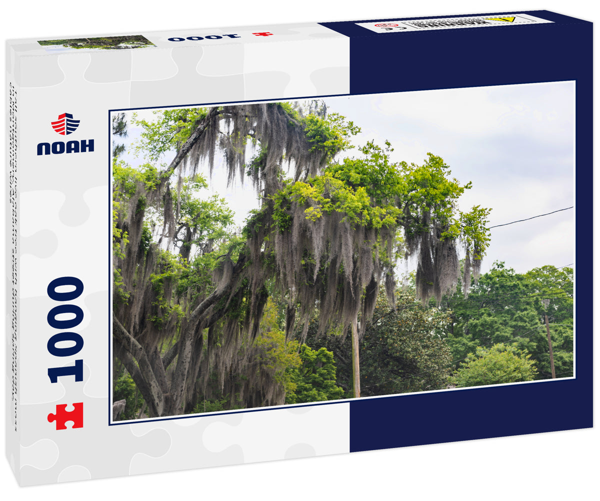 Tall southern live oak tree with hanging Spanish moss in Montgomery, Alabama street during spring day, cables nature wires