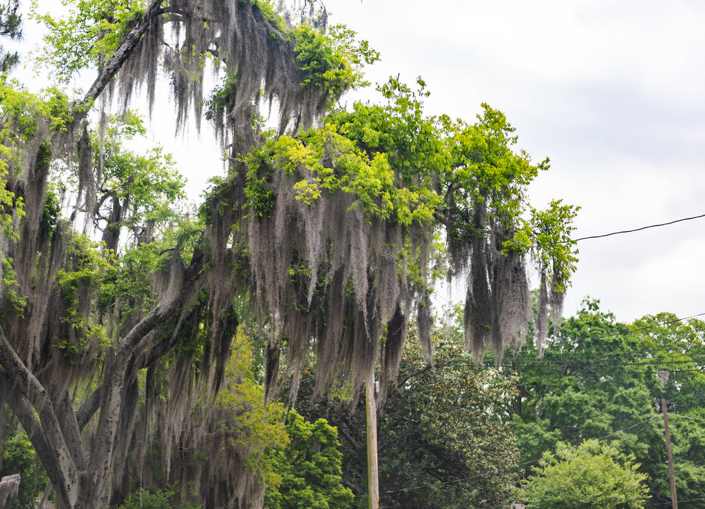 Tall southern live oak tree with hanging Spanish moss in Montgomery, Alabama street during spring day, cables nature wires