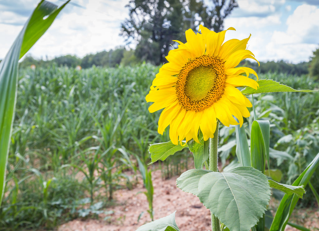 Sunflower in Field: Sunflower in its natural state in a field off of highway 231 in Montgomery, Alabama