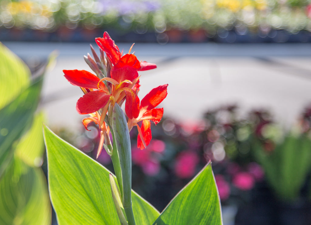 Red or Dark Orange Canna Lily: Red or dark orange Canna lily back lit by sunlight at a farmers market in Montgomery, Alabama