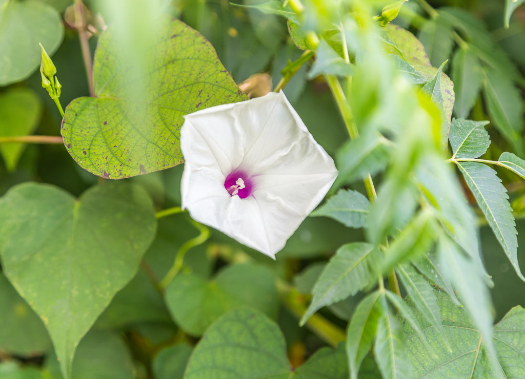 Wild White Morning Glory Bloom: Wild White Morning Glory blooming on an embankment on the Riverfront trail in downtown Montgomery, Alabama