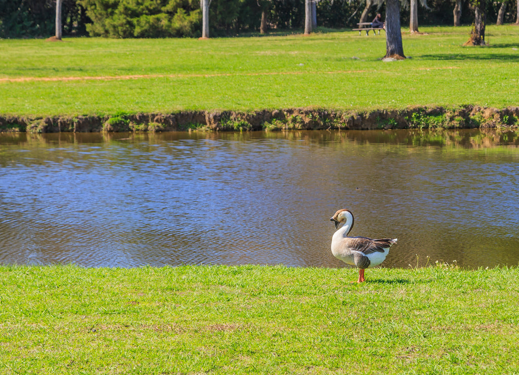 Chinese Goose at a Park: The hump beaked Chinese Goose near a man made moat at a park in Montgomery, Alabama