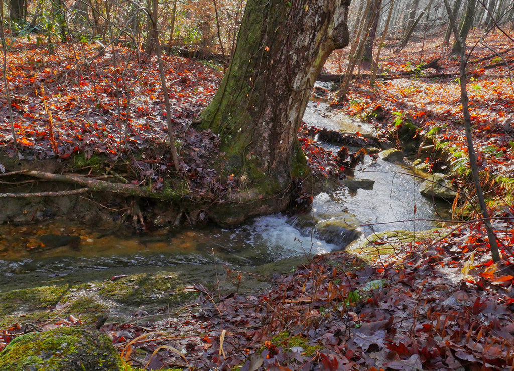 A stream flowing through the Talladega National Forest in Alabama, USA