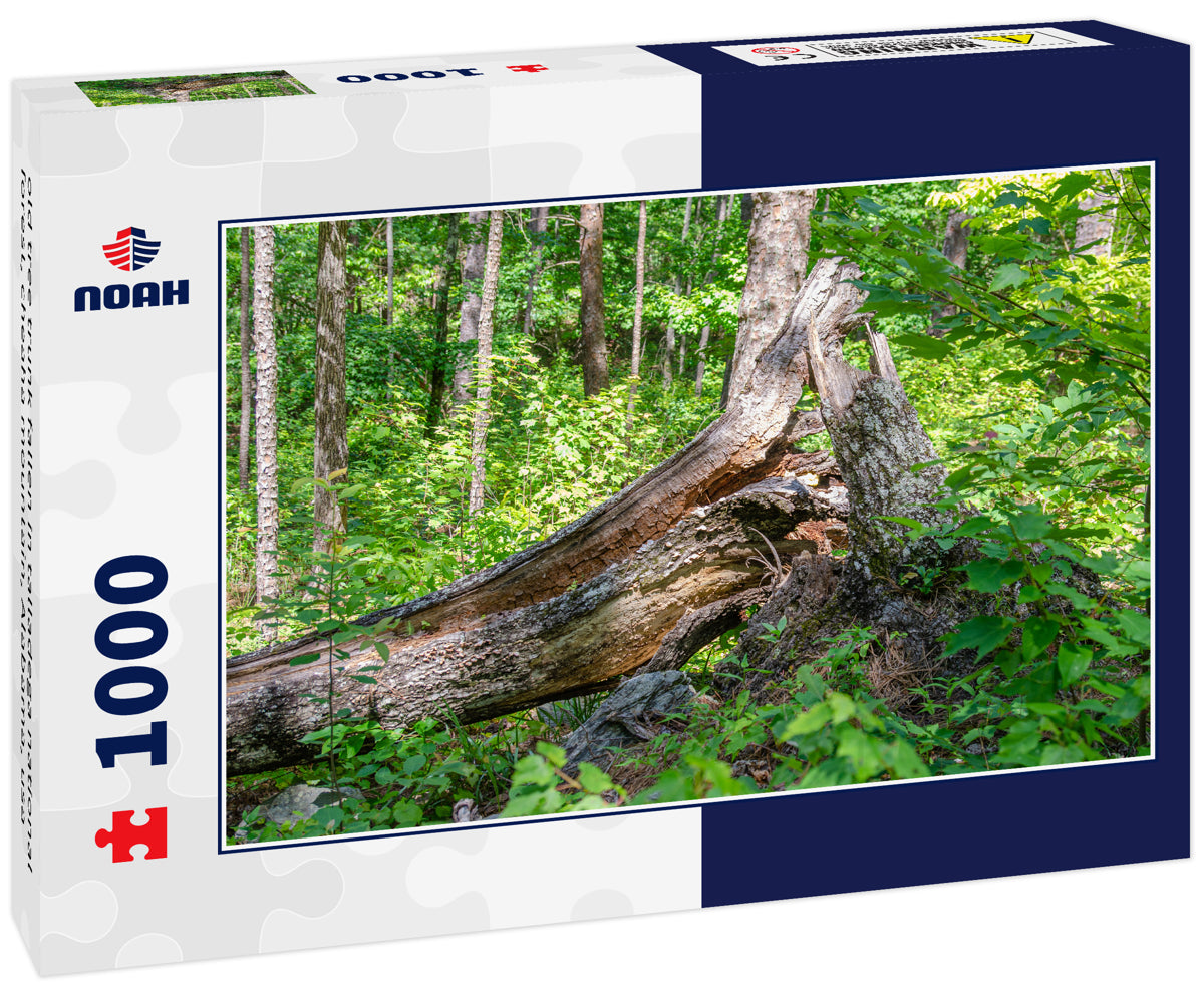 old tree trunk fallen in talladega national forest, cheaha mountain, Alabama, usa
