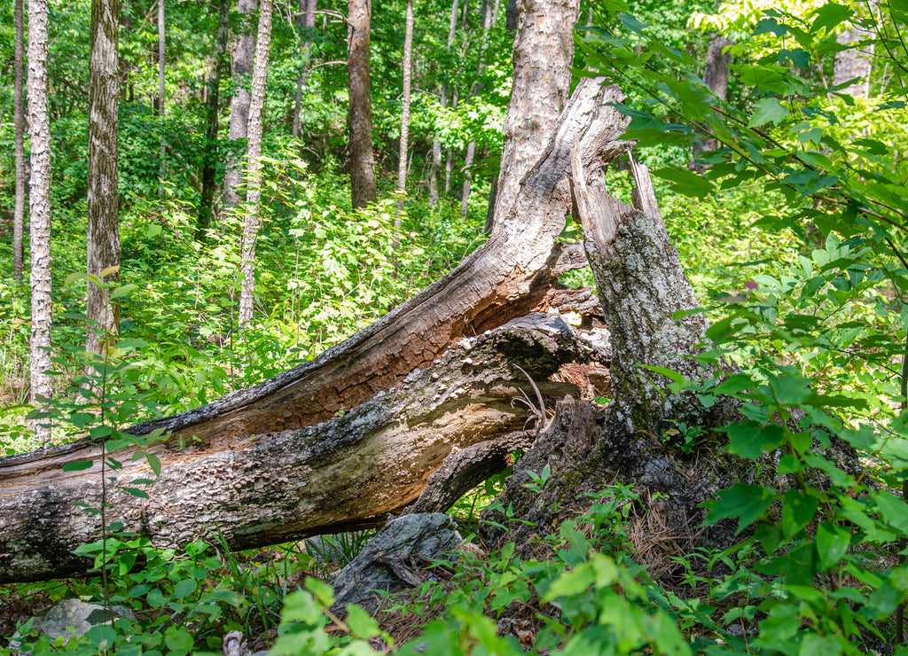 old tree trunk fallen in talladega national forest, cheaha mountain, Alabama, usa
