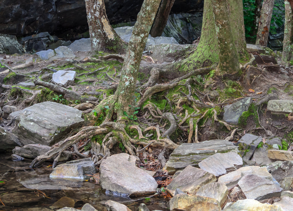 tree roots among rocks along high falls trail in the talladega national forest, Alabama, usa
