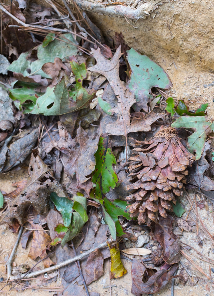 A pine cone, some leaves and some sticks on the Chinnabee Silent Trail in Talladega National Forest in Alabama, USA