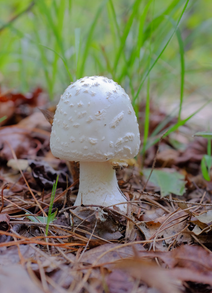 A mushroom found next to the Chinnabee Silent Trail in Talladega National Forest in Alabama, USA