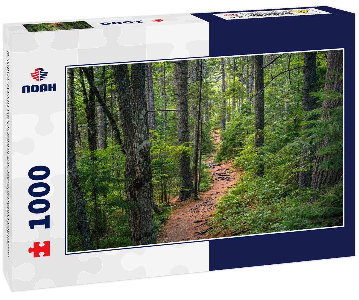 A trail in a lush forest along the Kancamagus Highway, in White Mountain National Forest, New Hampshire