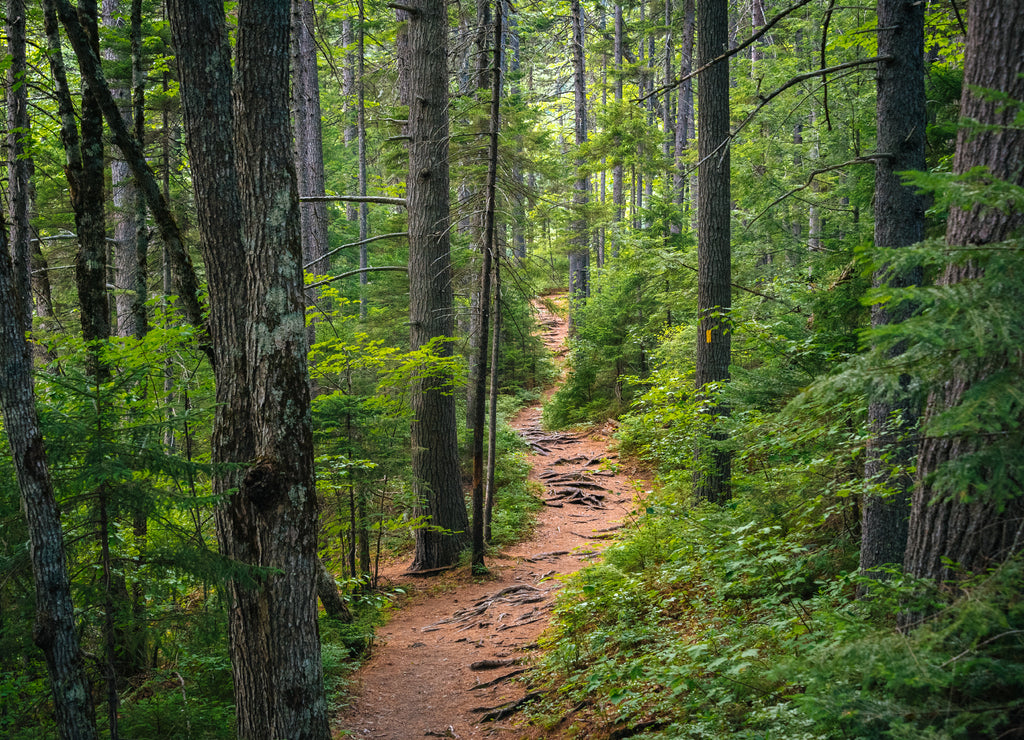 A trail in a lush forest along the Kancamagus Highway, in White Mountain National Forest, New Hampshire