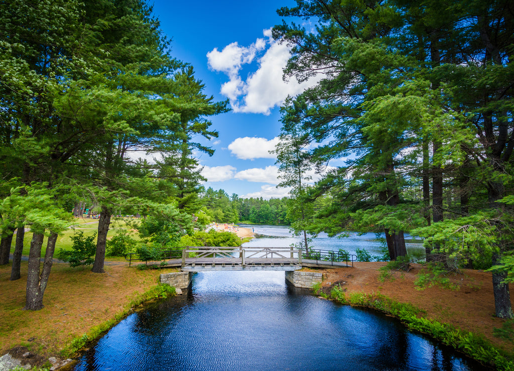 Bridge and pine trees at Bear Brook State Park, New Hampshire