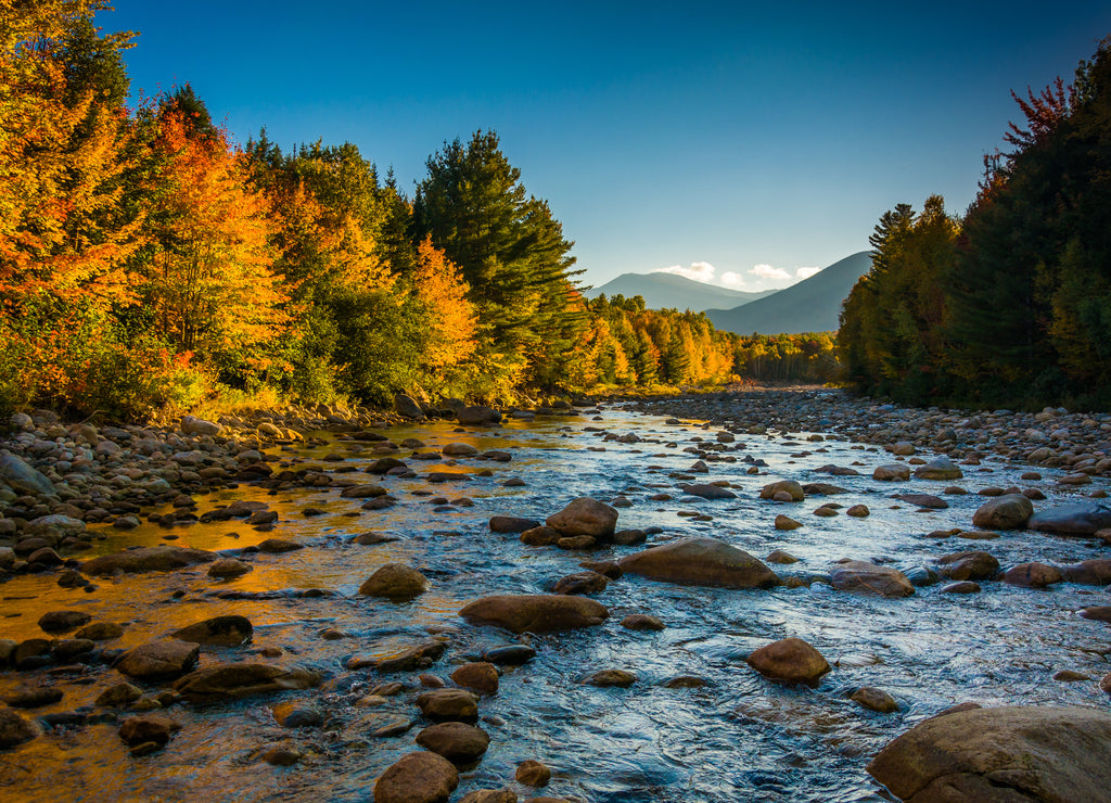 Autumn color along the Peabody River in White Mountain National Forest, New Hampshire