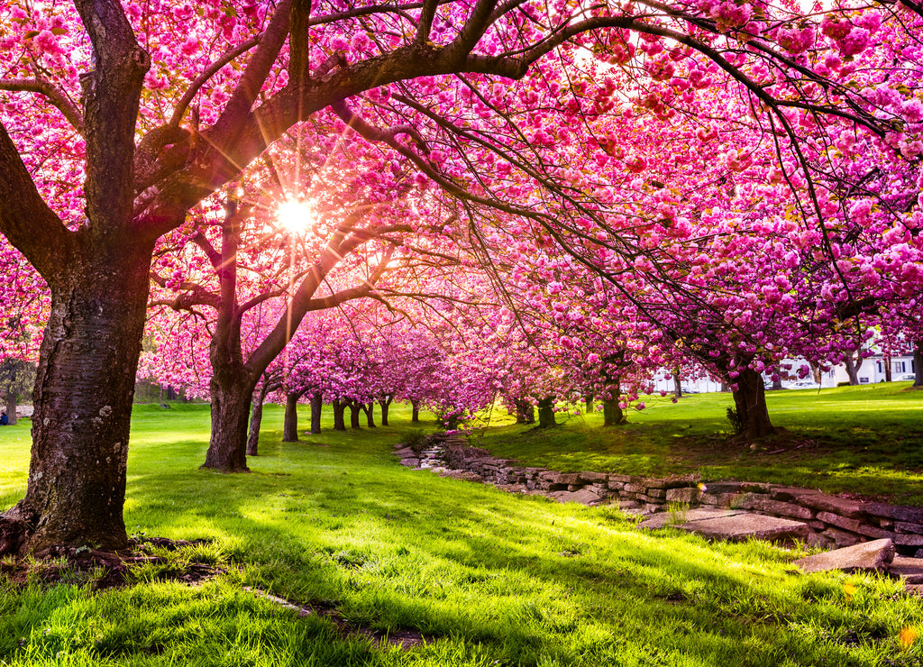 Cherry tree blossom explosion in Hurd Park, Dover, New Jersey