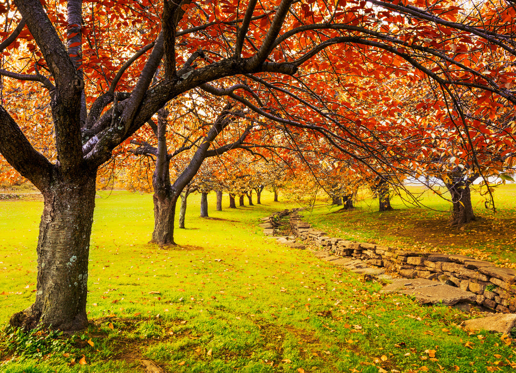 Autumn in Hurd Park, Dover, New Jersey with fall foliage on cherry trees