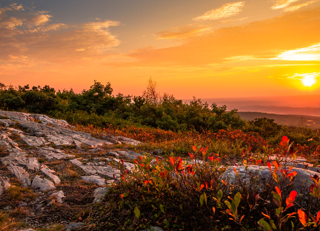 Blueberry bushes turn a beautiful vivid red in early autumn as the sun sets at the top of High Point State Park, New Jersey