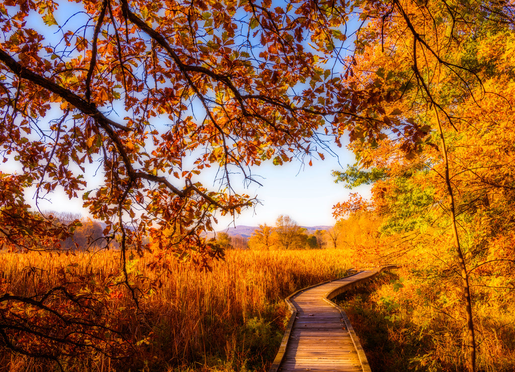 Beautiful morning over the boardwalk in Wawayanda state park. Stairway to heaven is 2.9 miles long hiking trail via Appalachian trail located near Vernon, New Jersey. The Appalachian trail is the long